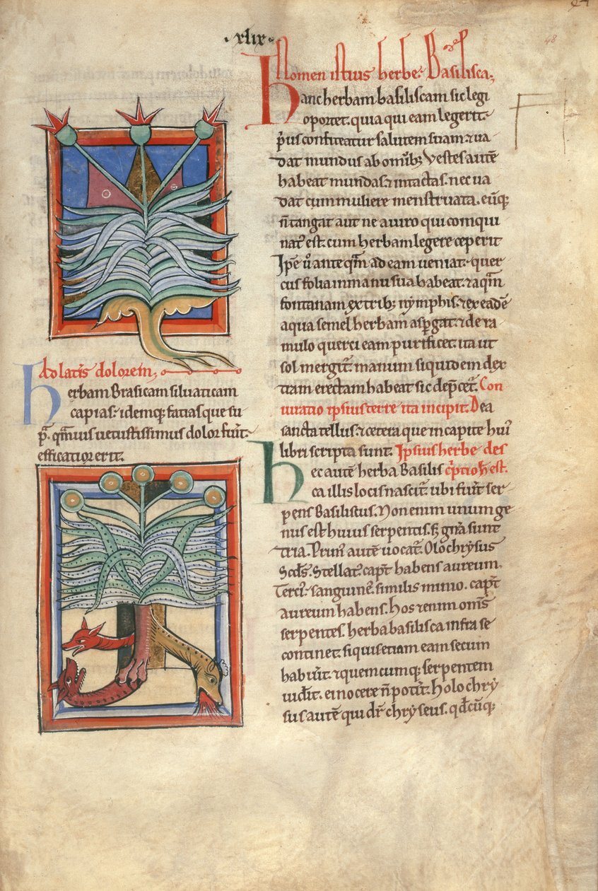 The Herb Basilica by English School