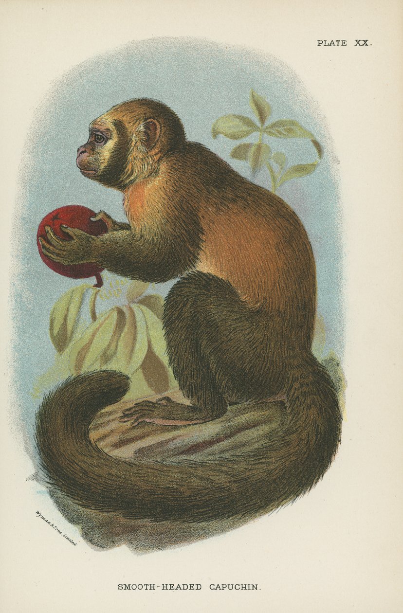 Smooth-Headed Capuchin by English School