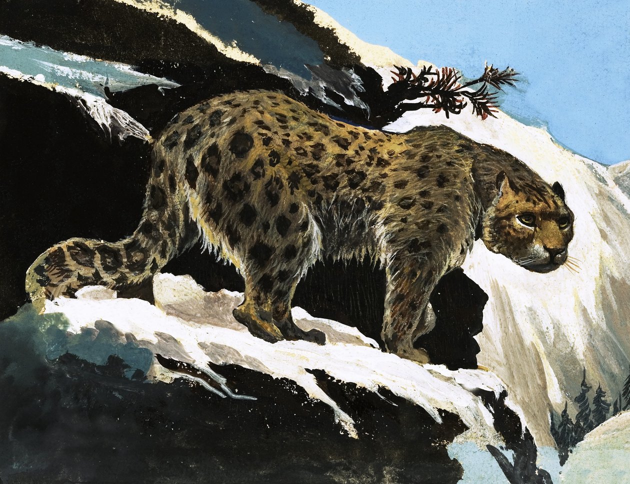 Snow Leopard by English School