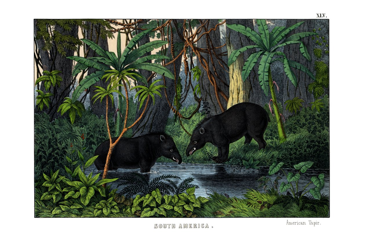 Tapir by English School