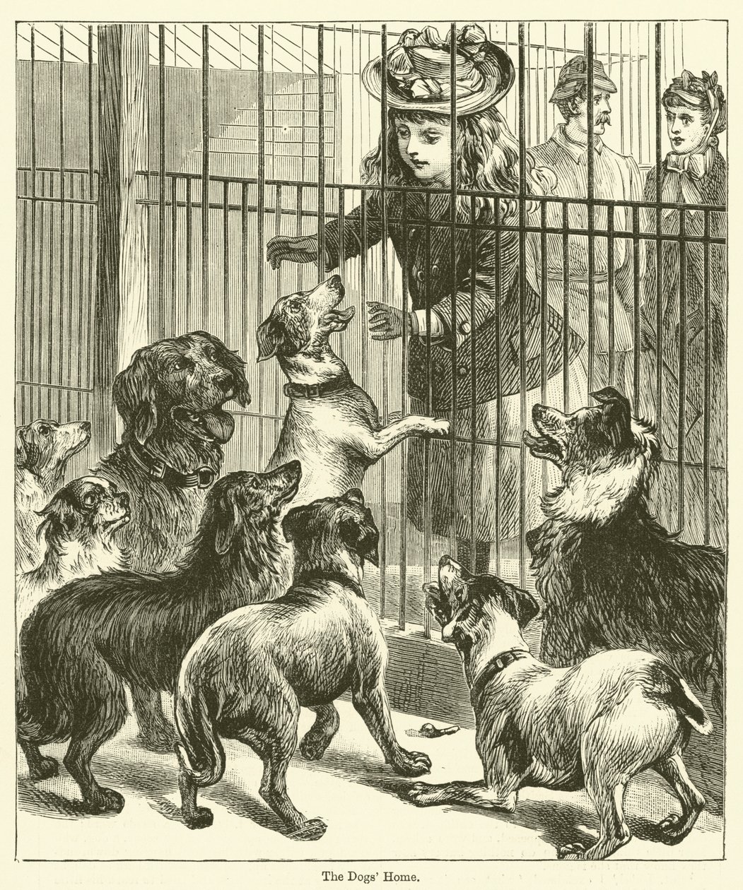 The Dogs