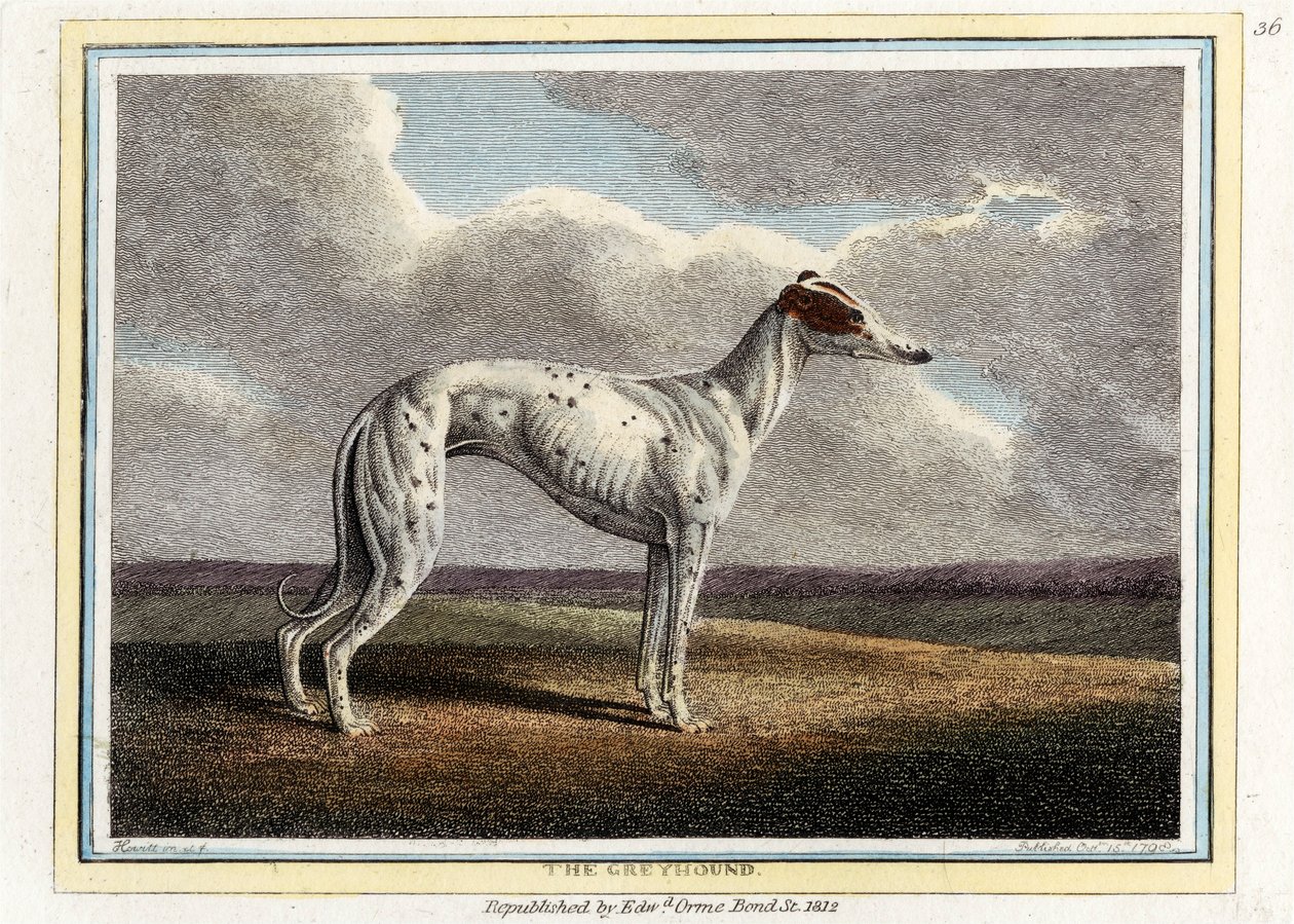 The Greyhound by English School