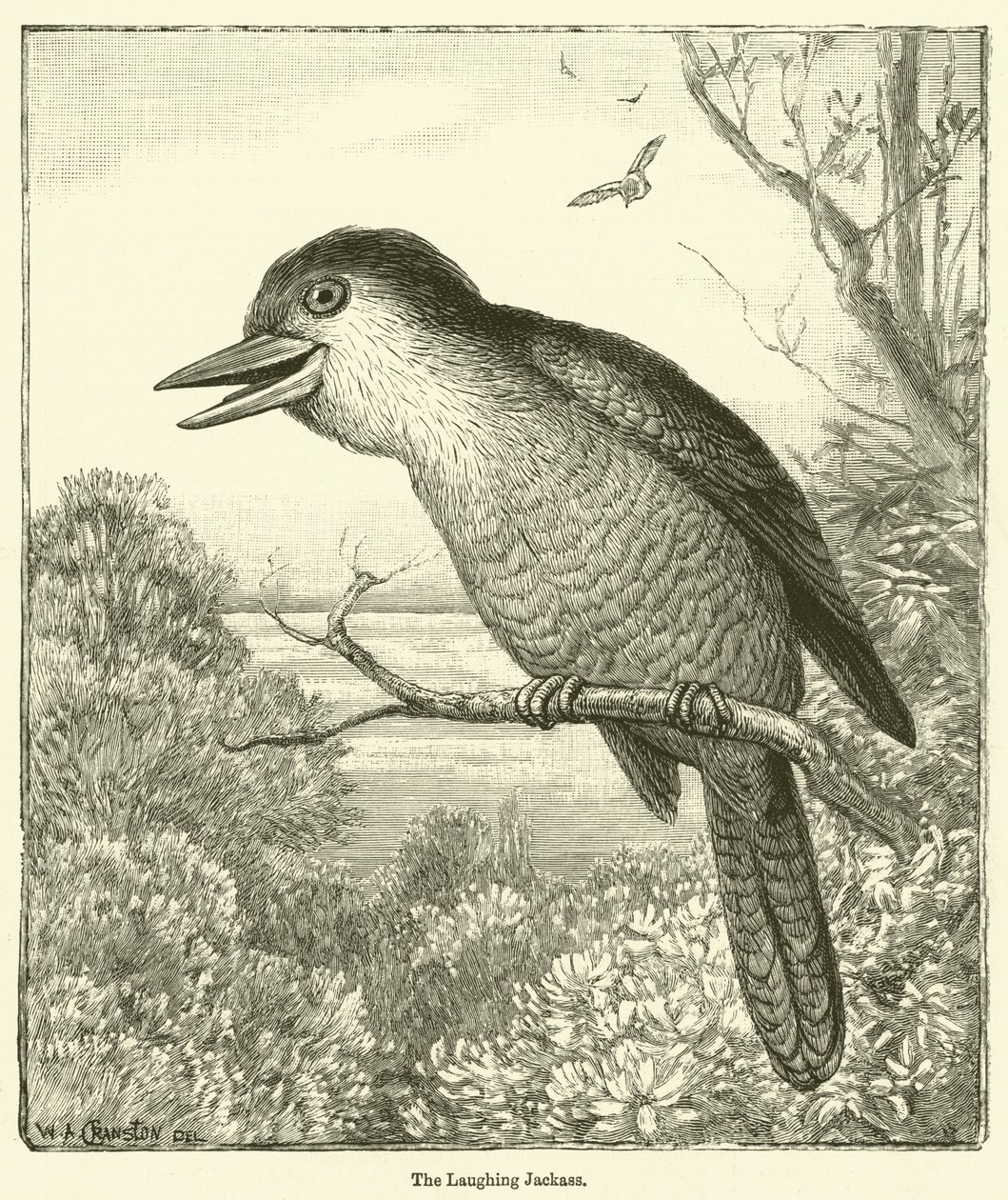 The Laughing Kookaburra by English School