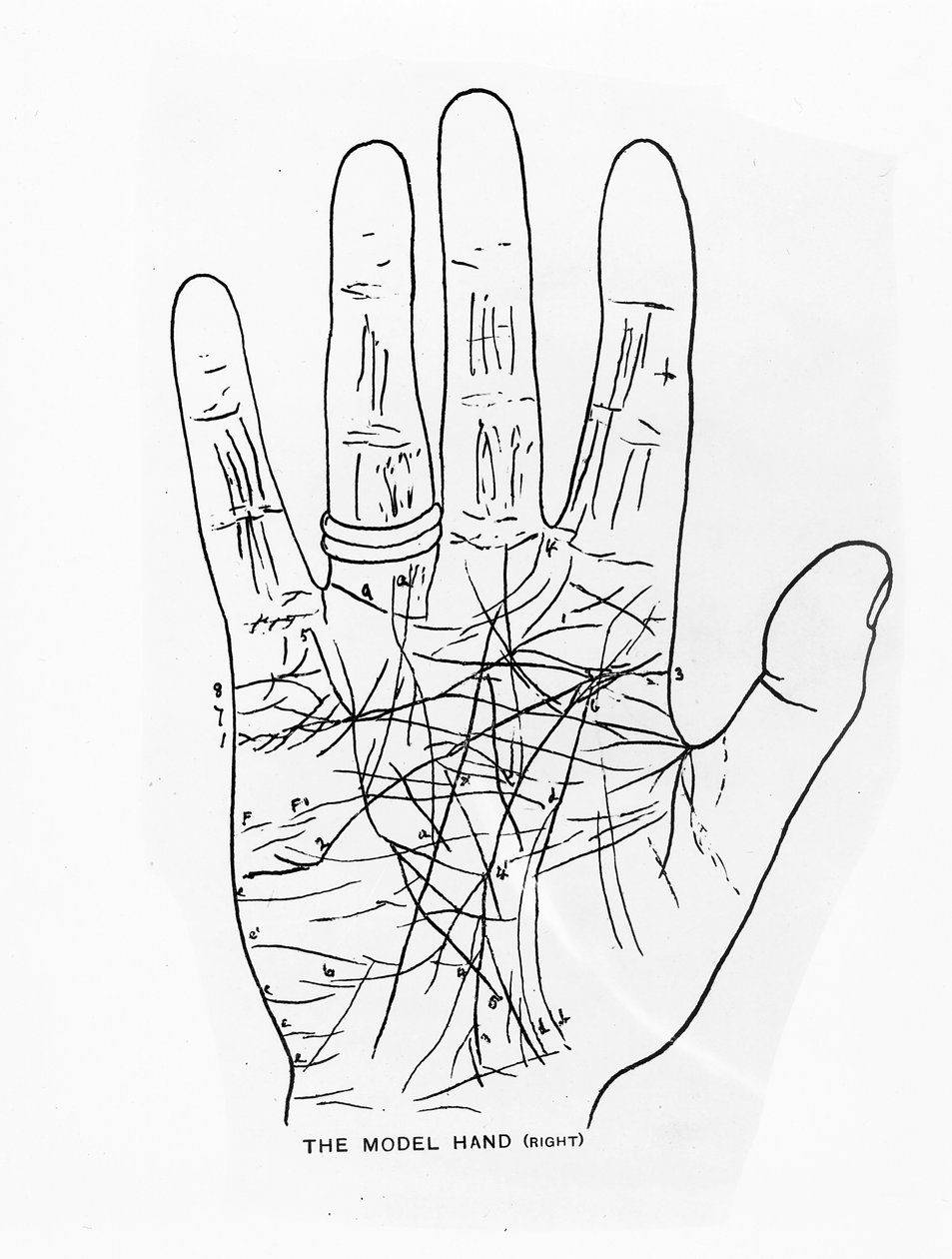 The Model Hand (Right) by English School