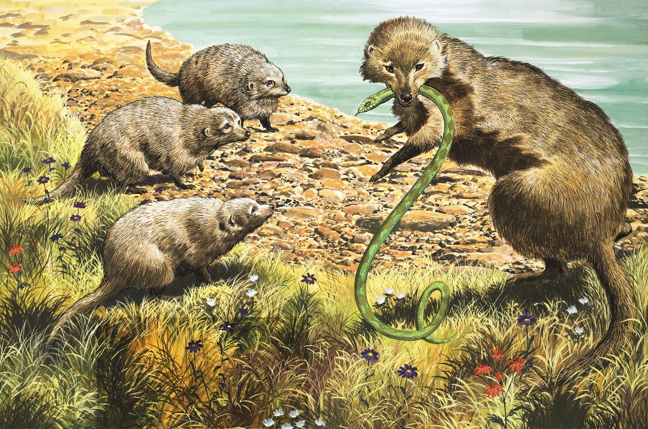 The Snake Catcher (illustration) by English School