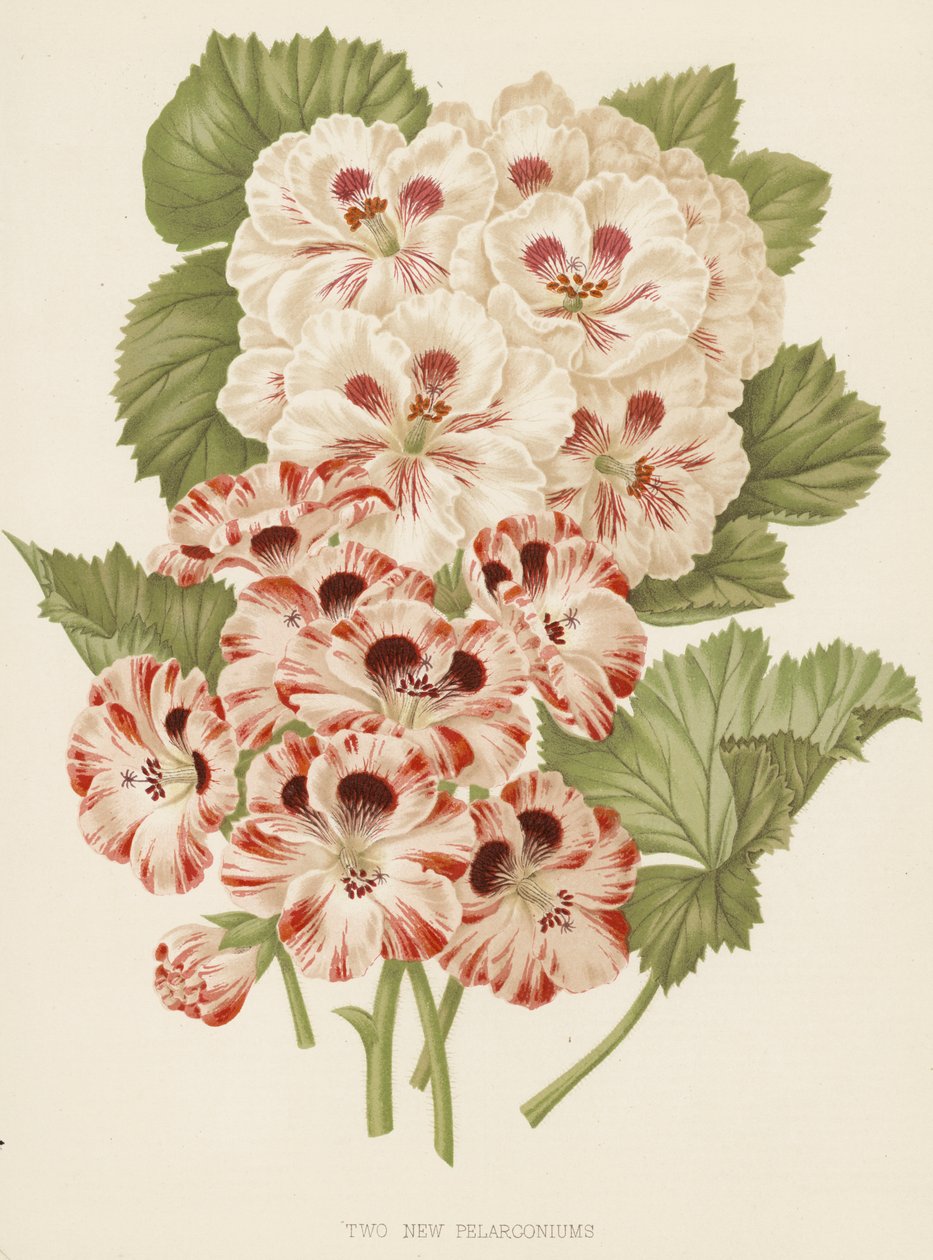 Two New Pelargoniums by English School