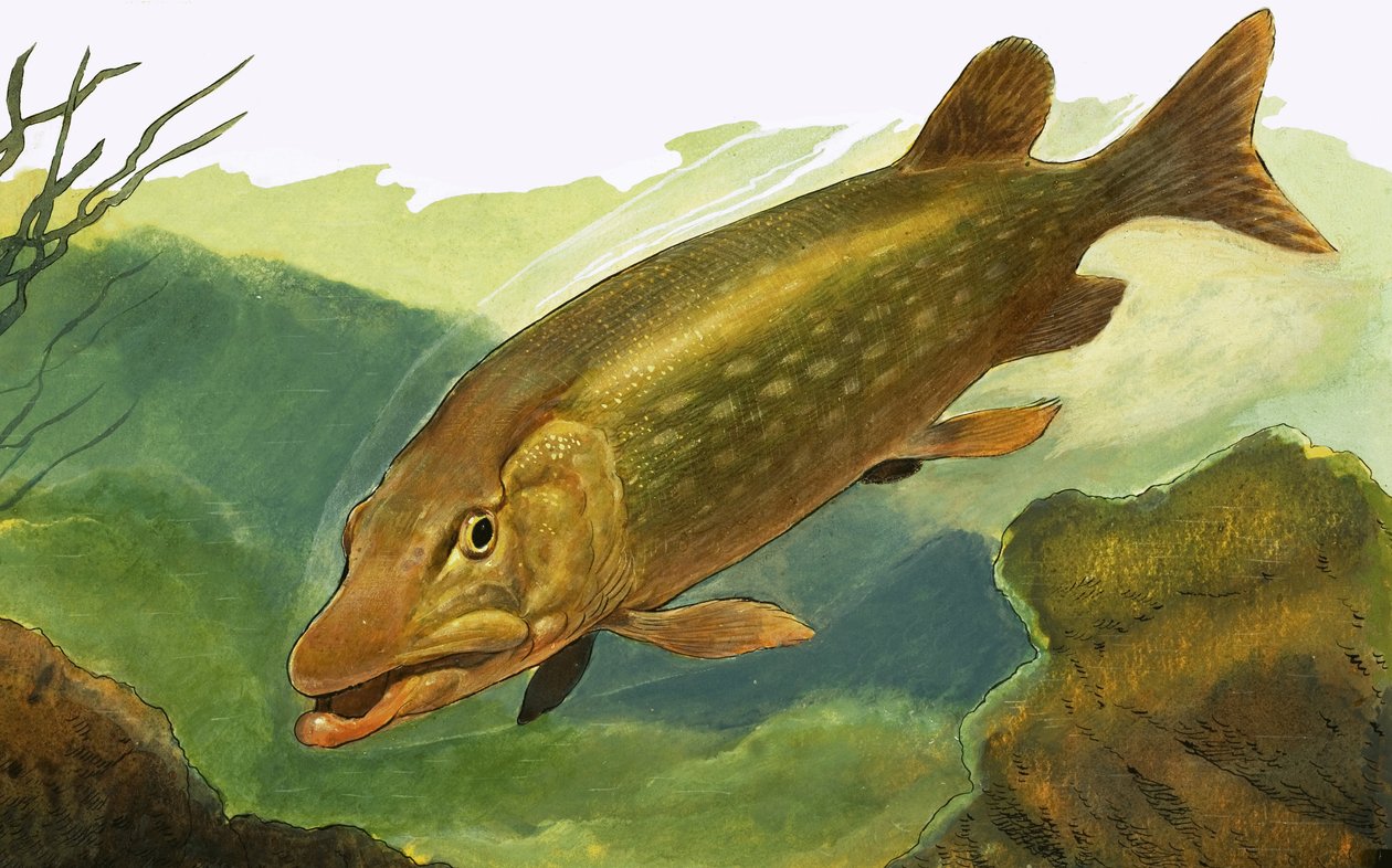 Unidentified Fish by English School