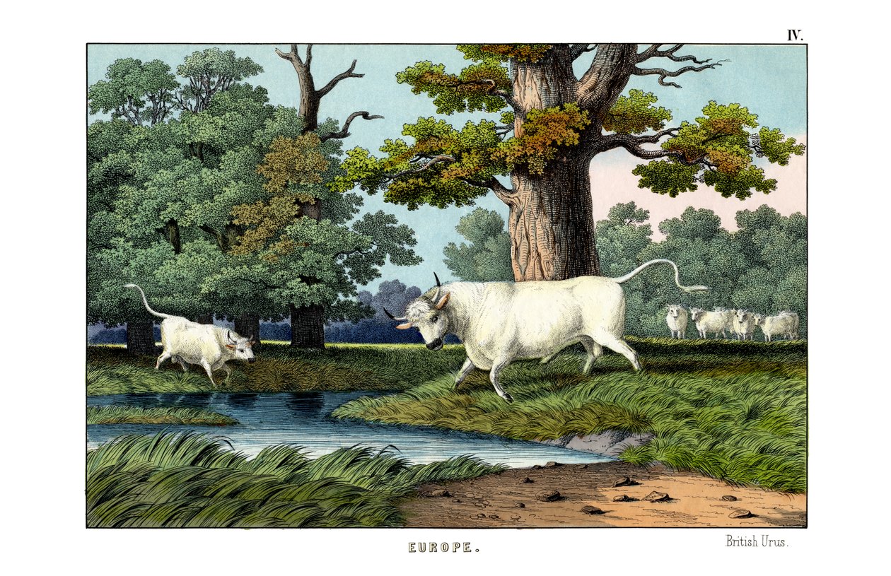 Wild Cattle of Britain by English School