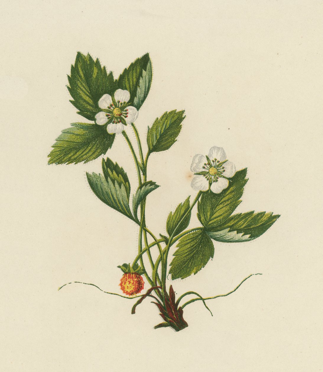 Wood Strawberry, Fragaria Vesca by English School