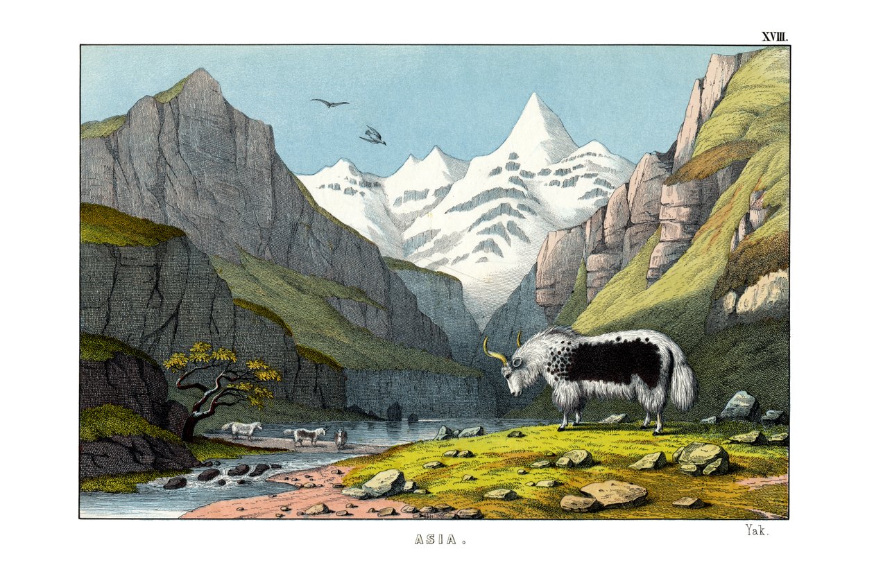 Yak by English School