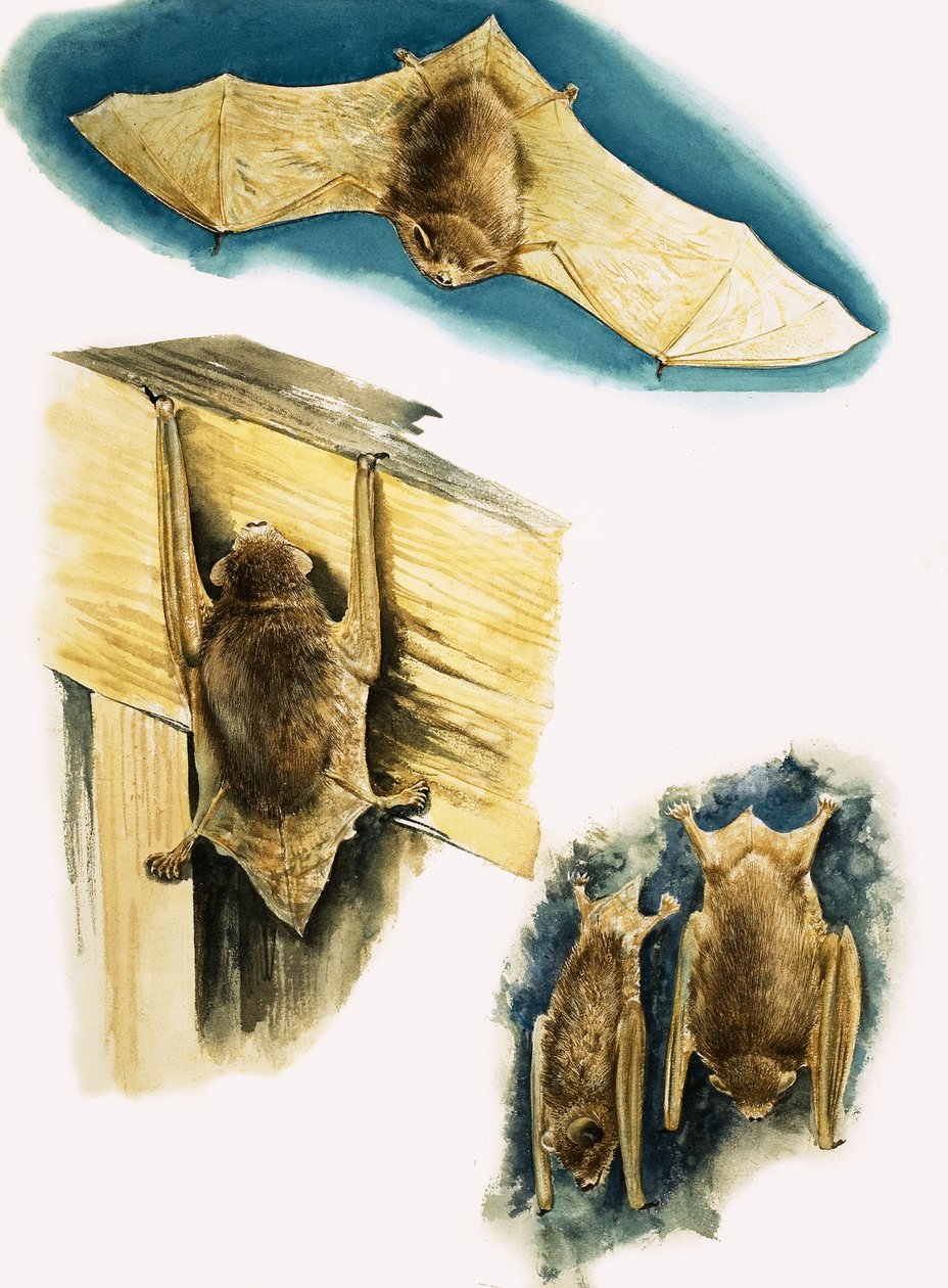 Bats by Eric Tansley