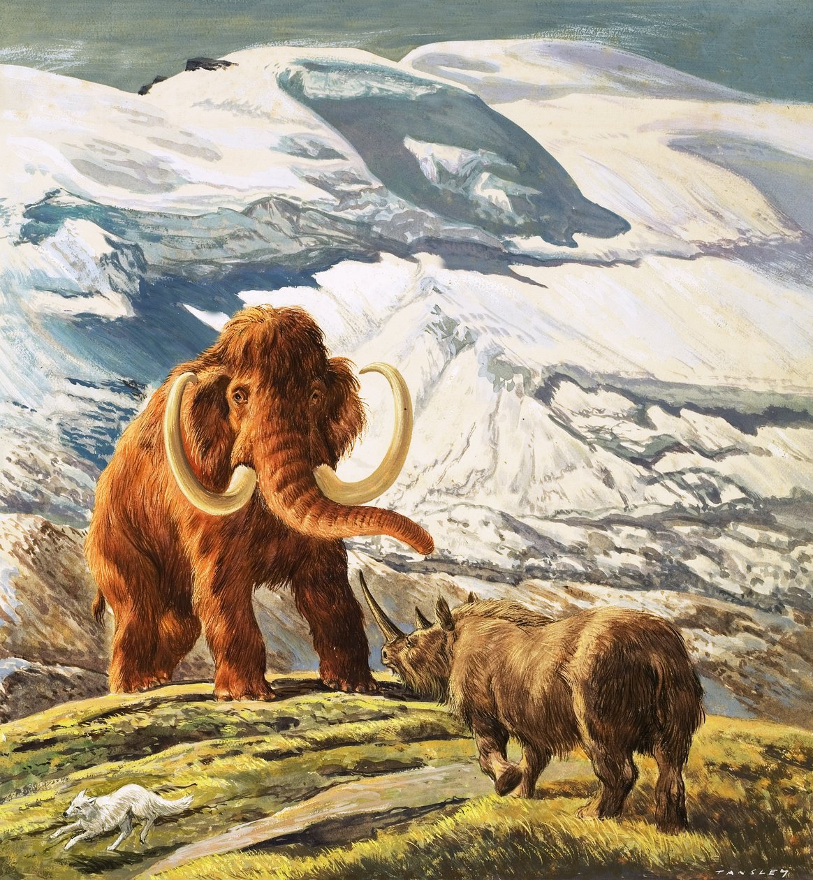 Mammoth Meets Rhinoceros by Eric Tansley
