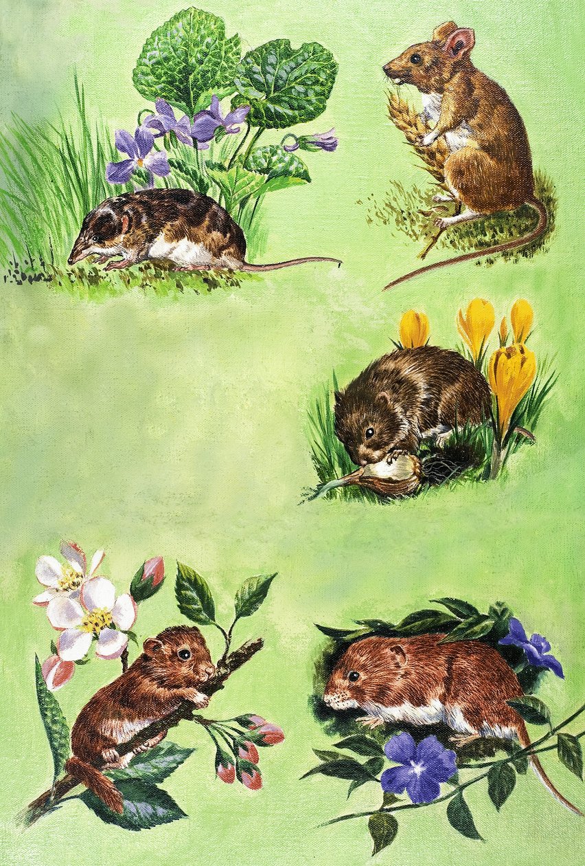 Mice, Voles and Shrews by Eric Tansley
