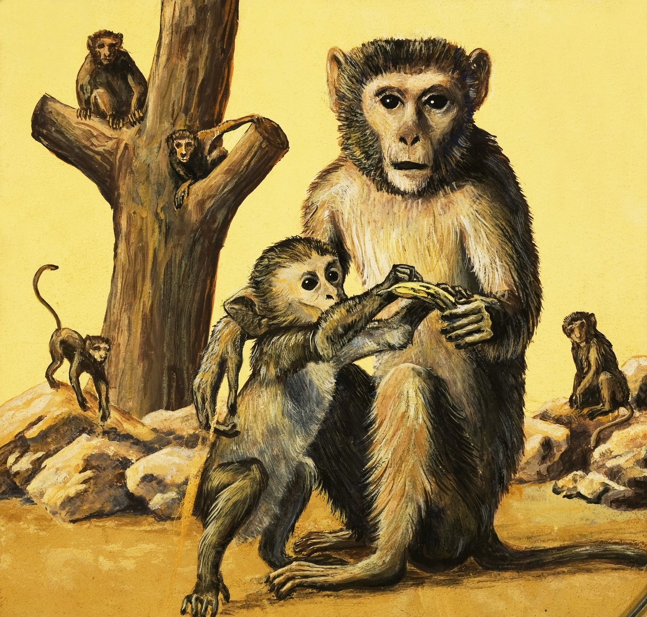Rhesus Monkey by Eric Tansley