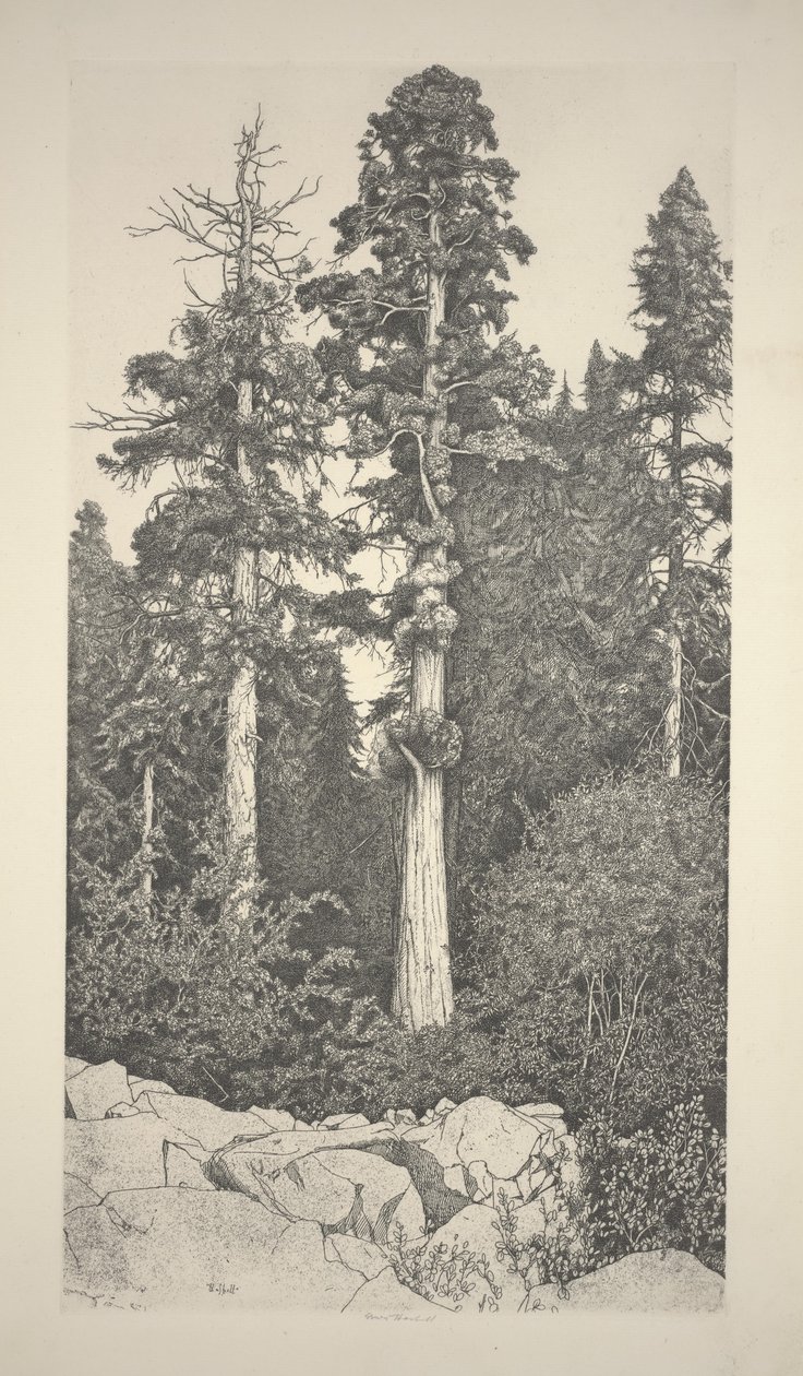 Baby Sequoia by Ernest Haskell