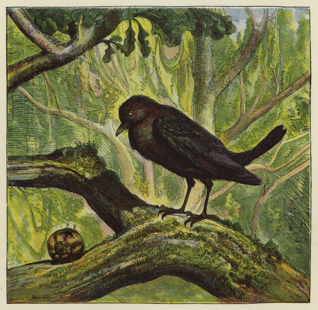 Blackbird and Snail by Ernest Henry Griset