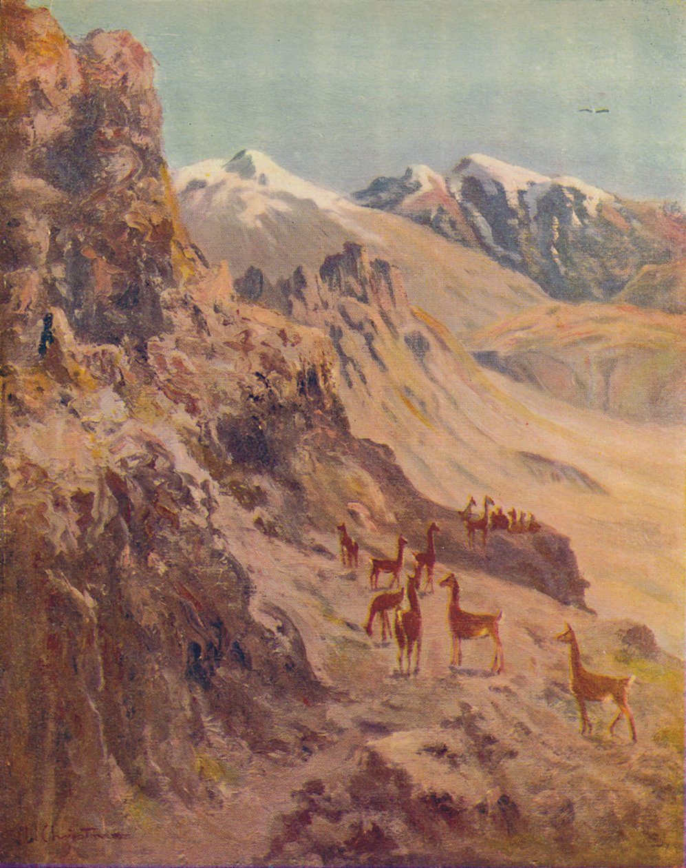 Guanaco by Ernest William Christmas