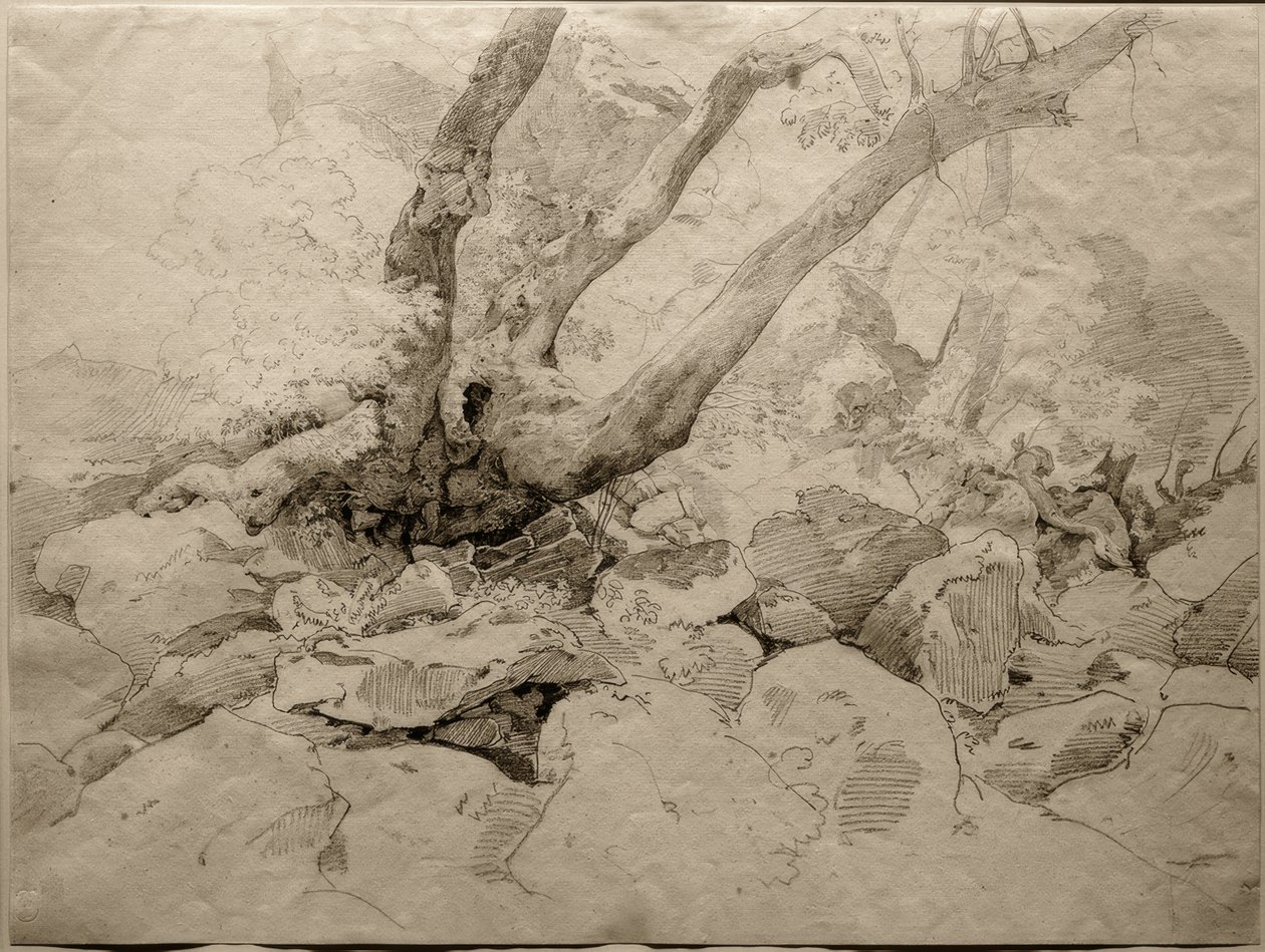 Gnarled Tree Trunk on Rocks by Ernst Fries