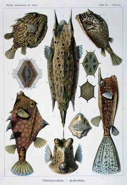 Ostraciontes, Plate from Artforms of Nature by Ernst Haeckel