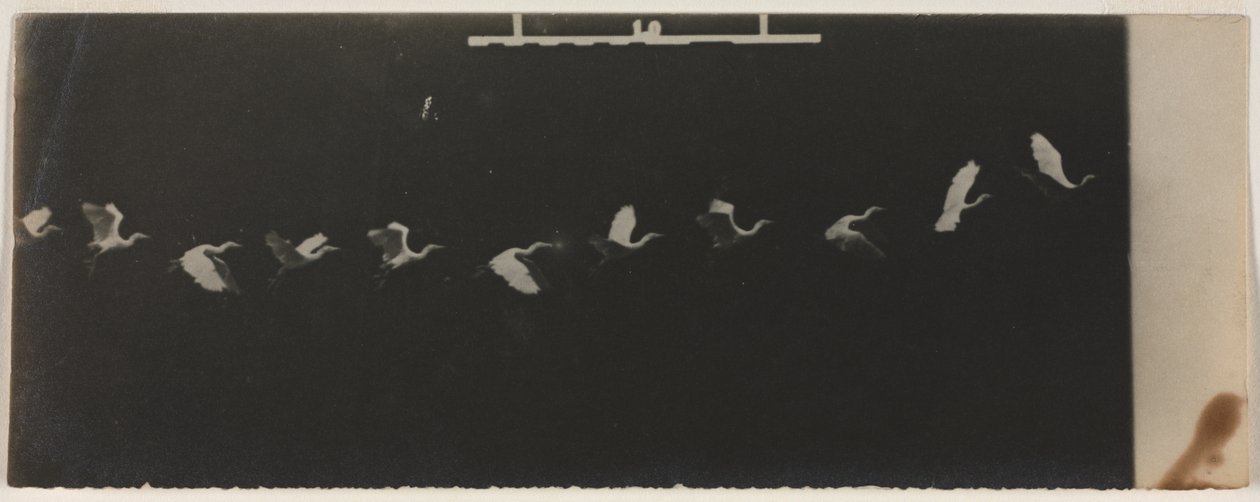 Chronophotograph of a Flying Heron by Etienne Jules Marey