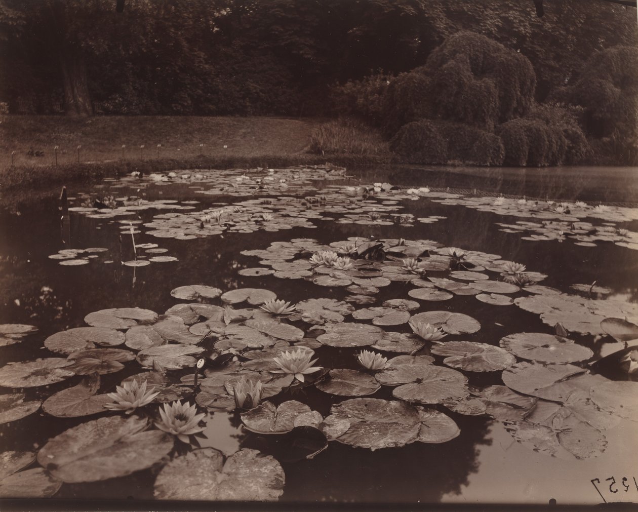 Nympheas (Bagatelle), 1925 by Eugène Atget