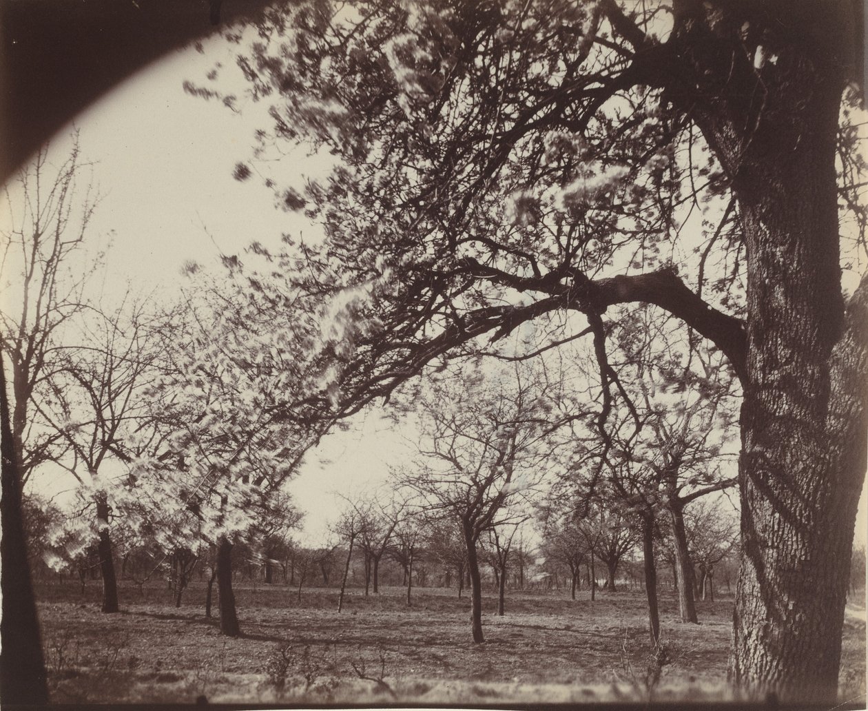 Pear Tree, 1921 by Eugène Atget