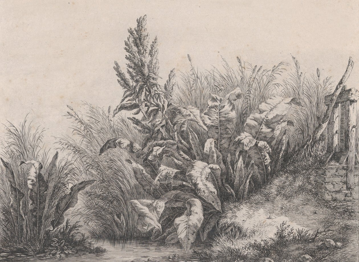 Great Water Dock Plant by Eugene Bléry
