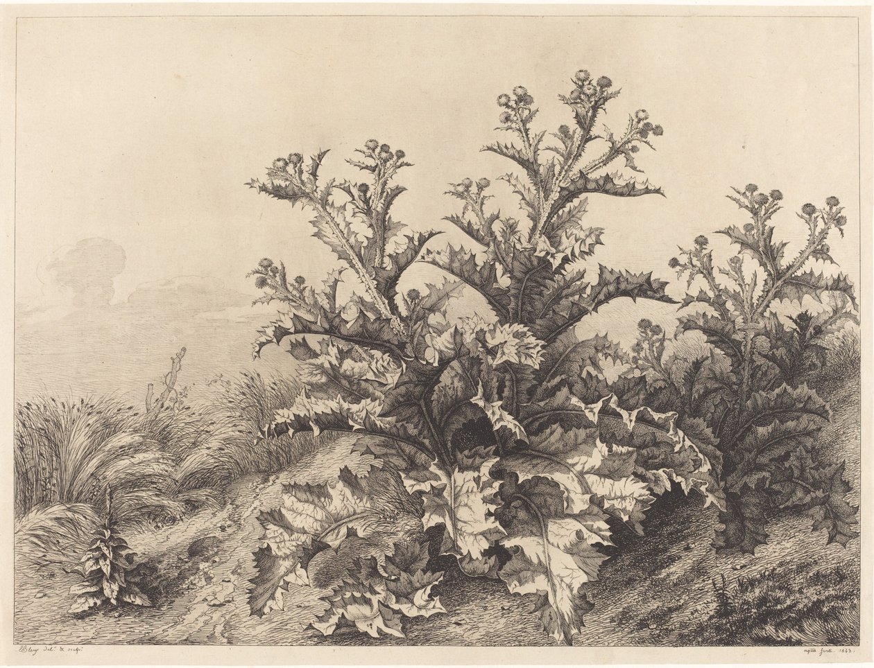 Large Thistle by Eugene Bléry