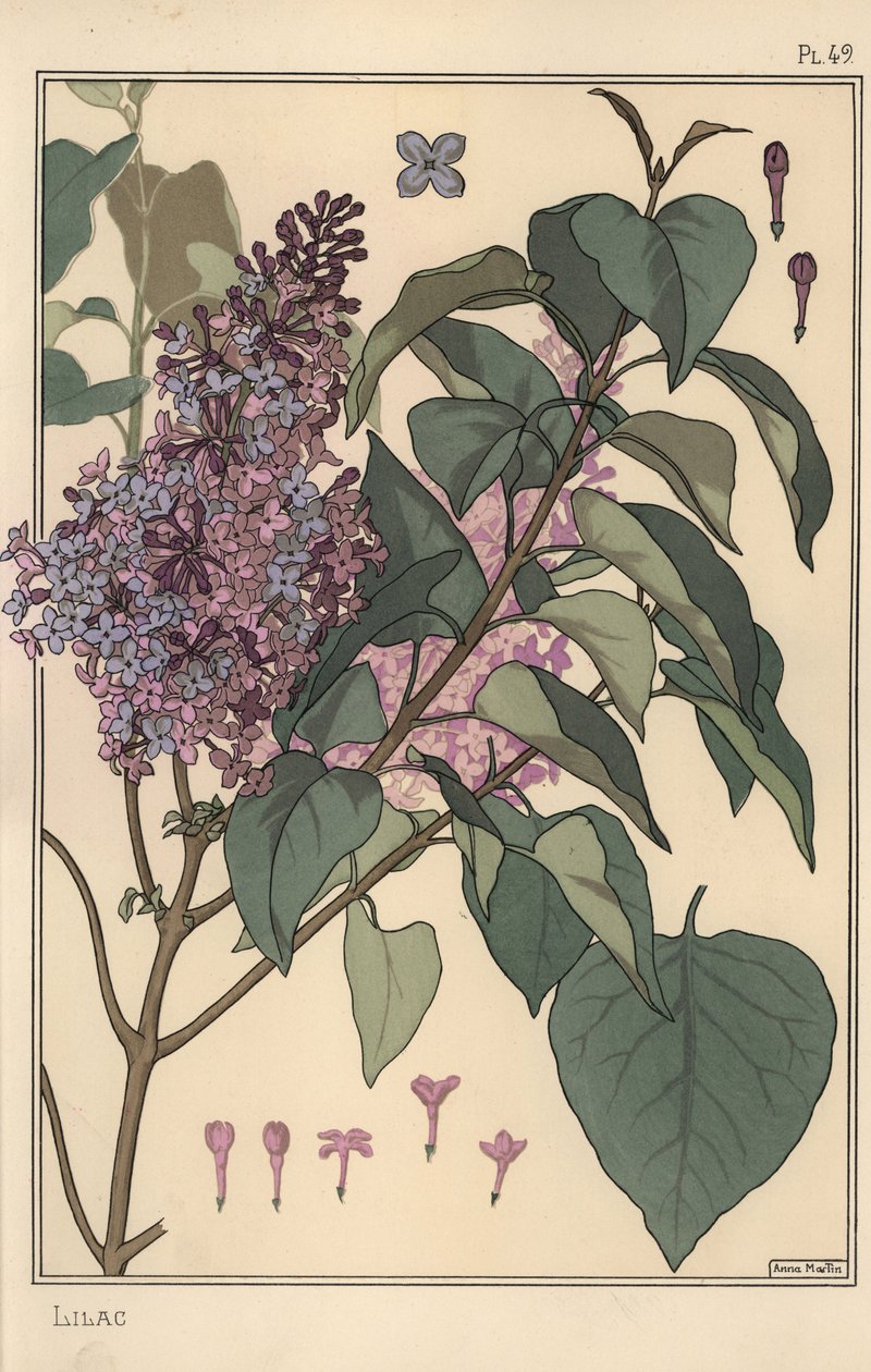 Lilac Botanical Study by Eugene Grasset