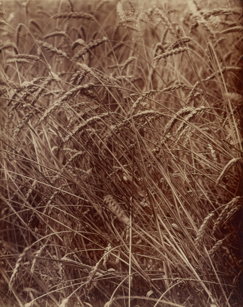 Wheat by Eugène Atget