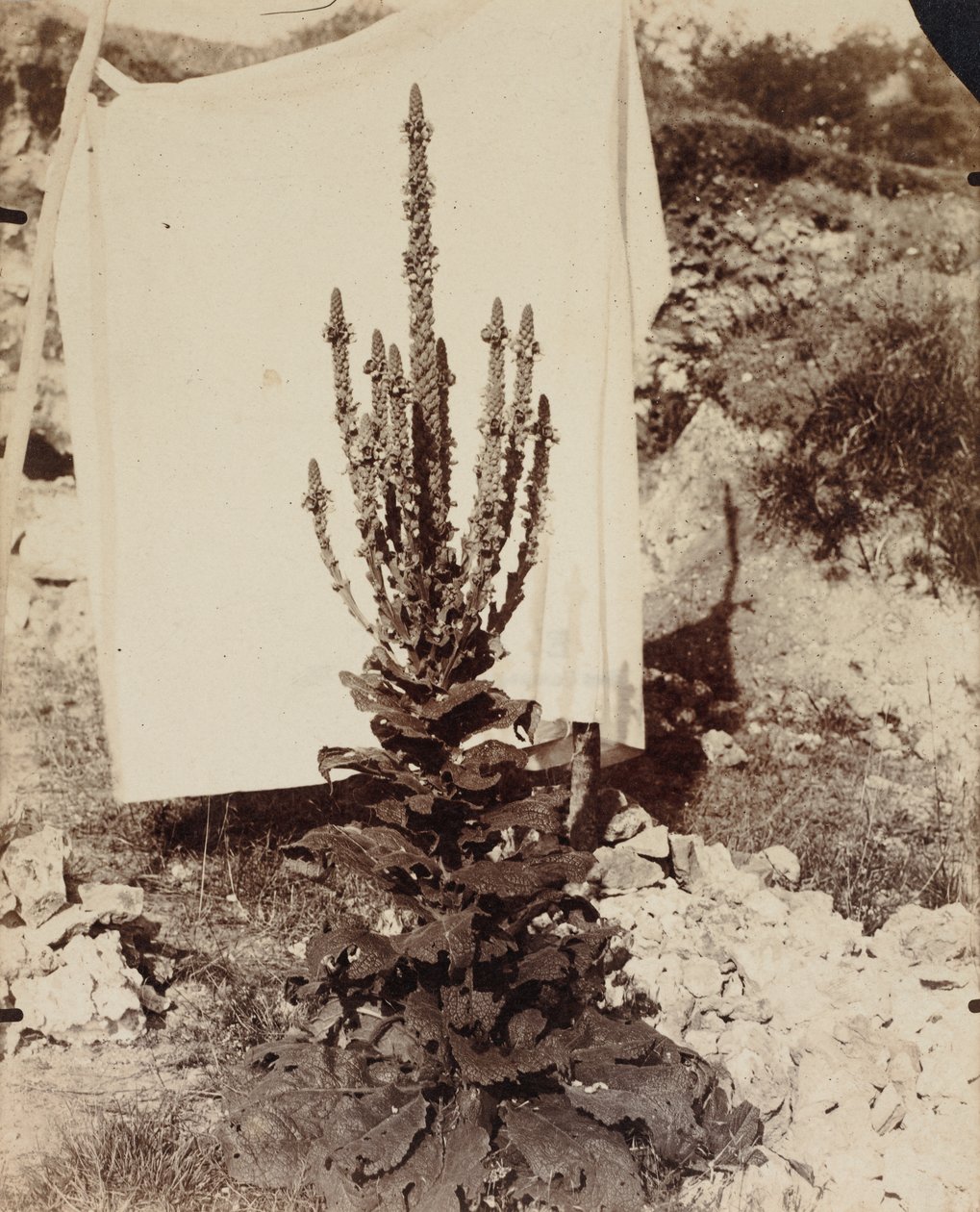 Mullein in Bloom by Eugène Atget