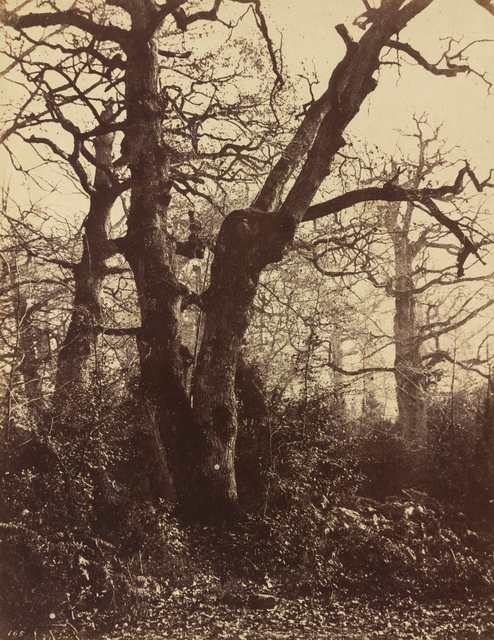 Tree Study, Fontainebleau, 1860 by Eugène Cuvelier