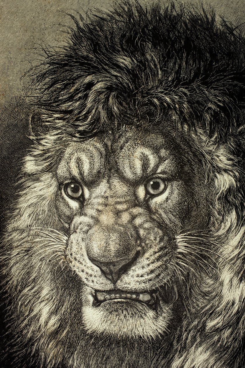 The Lion, King of Beasts, from 