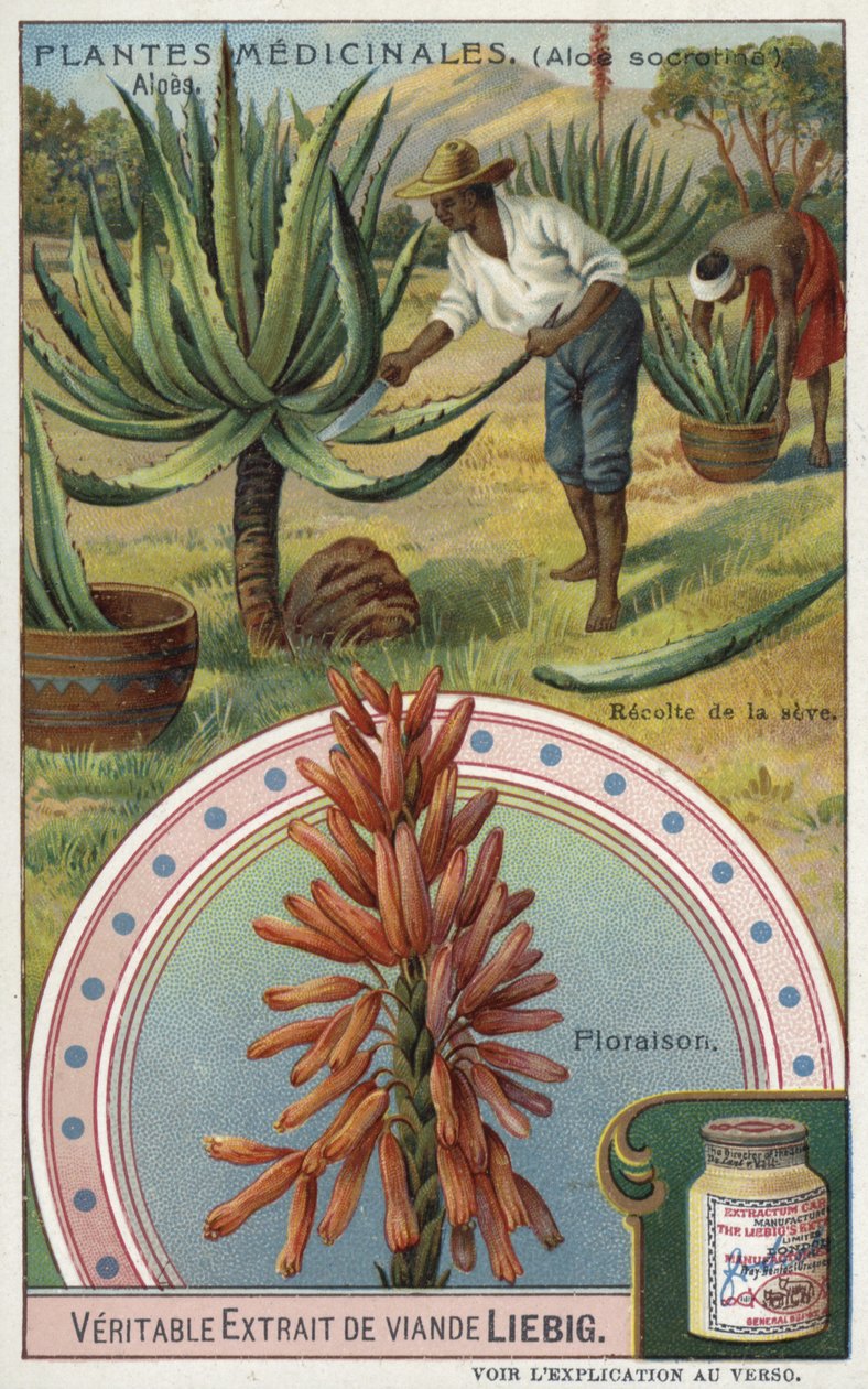 Aloes: Harvesting the Sap by European School