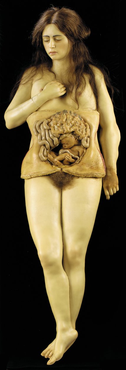 Anatomical model of an ovarian pregnancy by European School