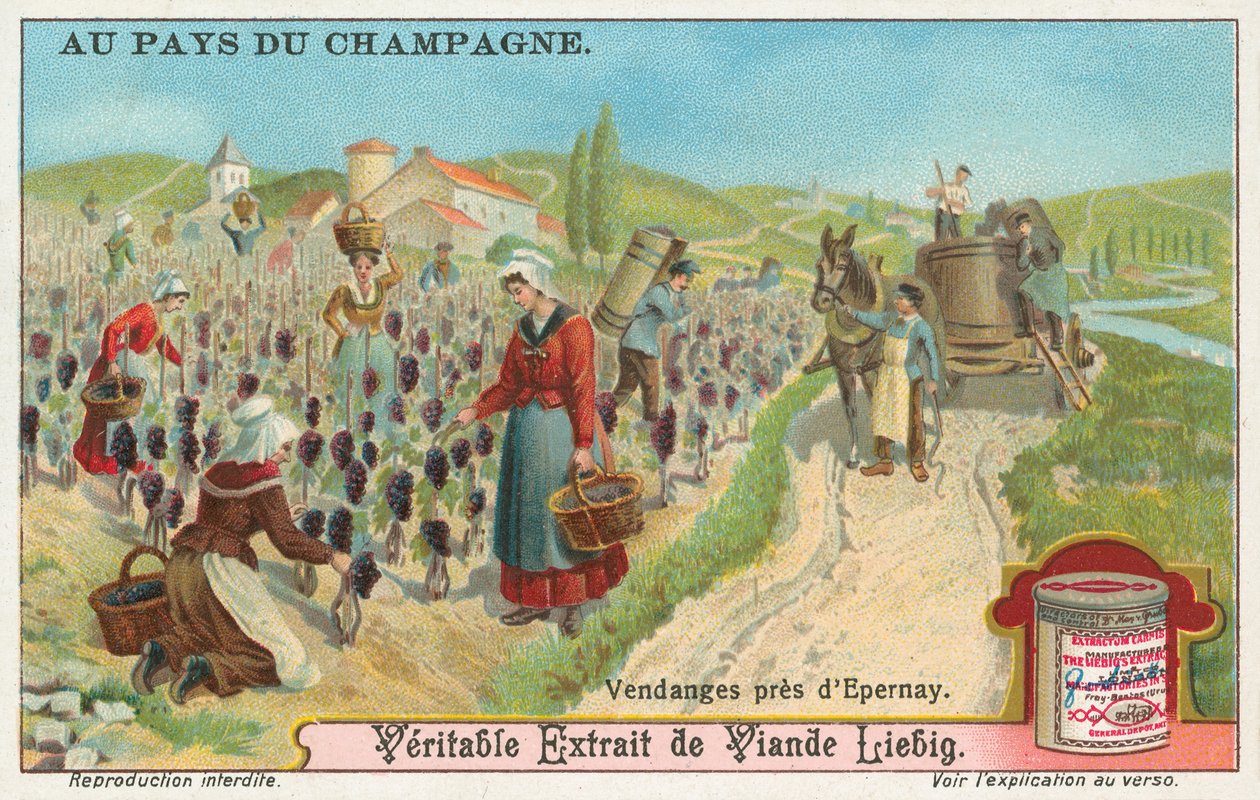 Champagne by European School