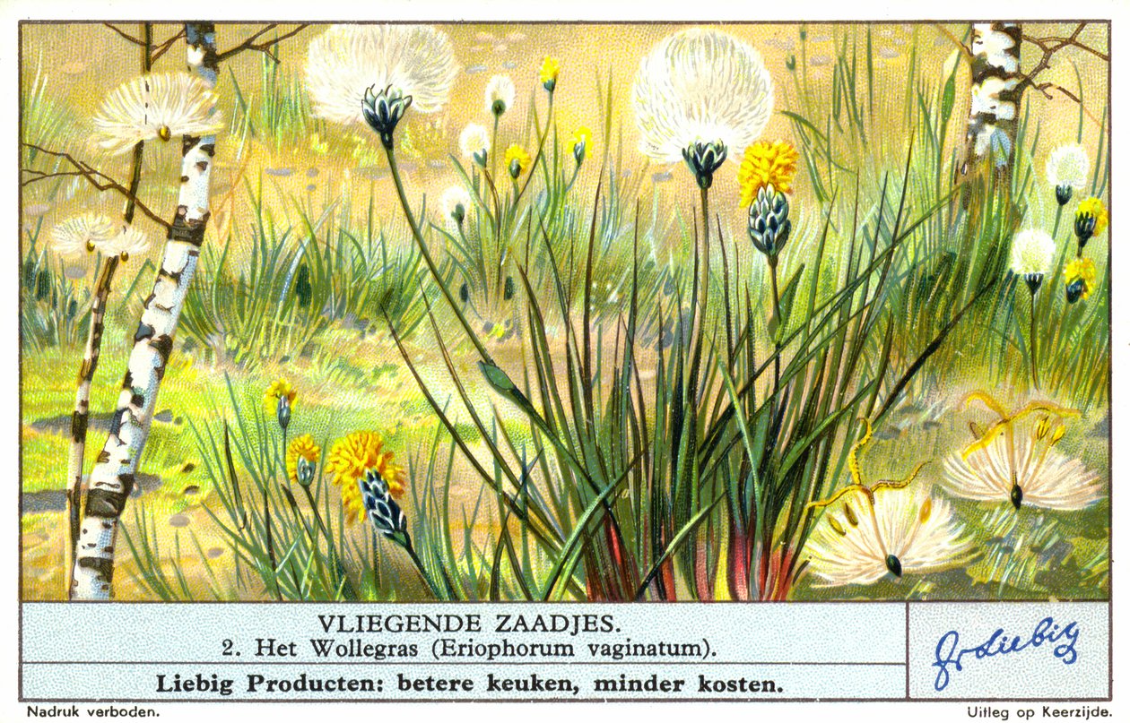 Cottongrass (Eriophorum vaginatum) by European School