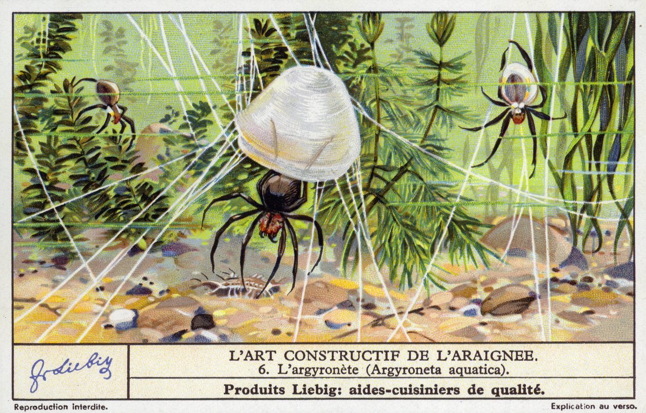 Diving Bell Spider (Argyroneta aquatica) by European School