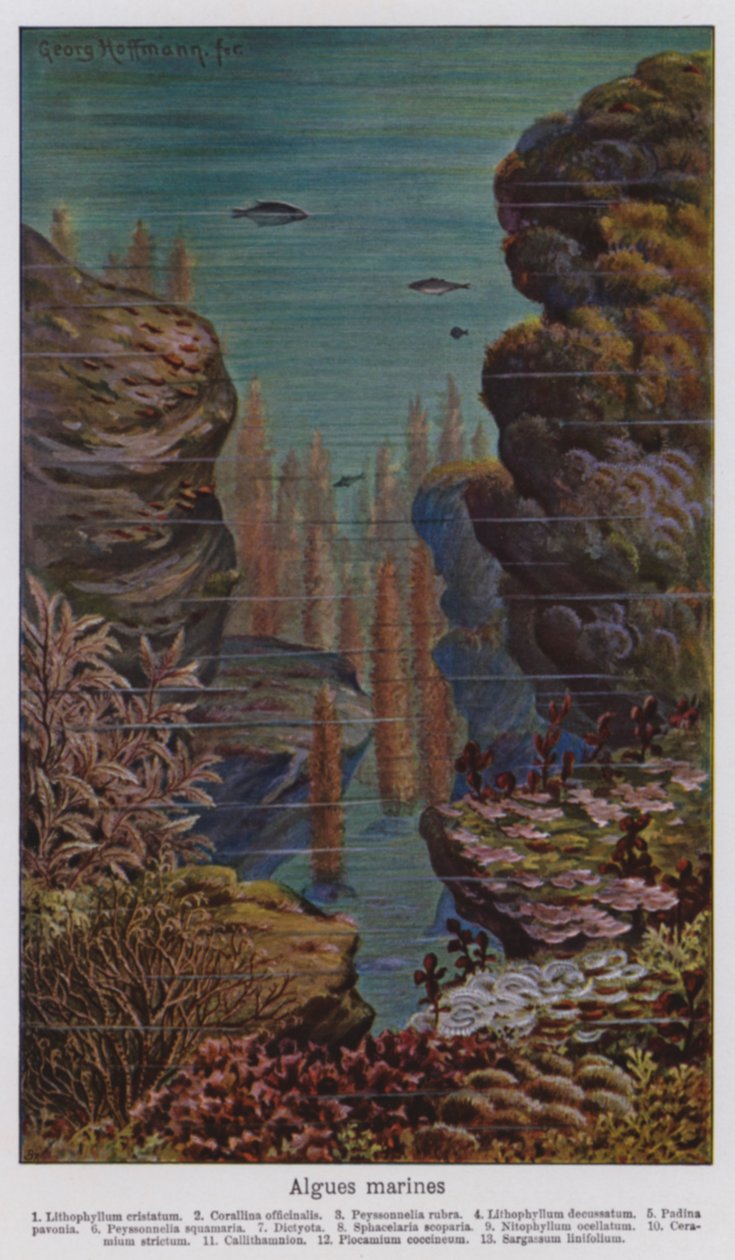 Marine Algae by European School