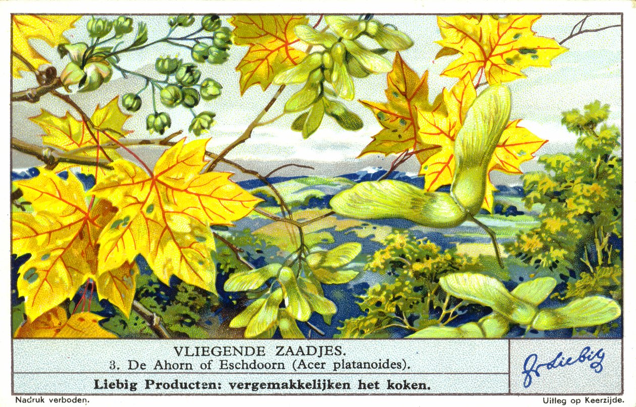Norway Maple (Acer platanoides) by European School