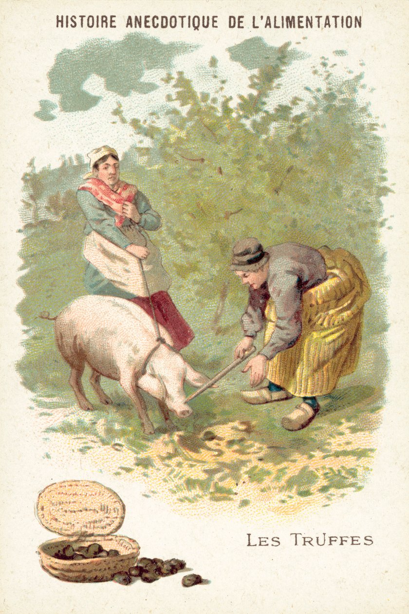 Truffles by European School