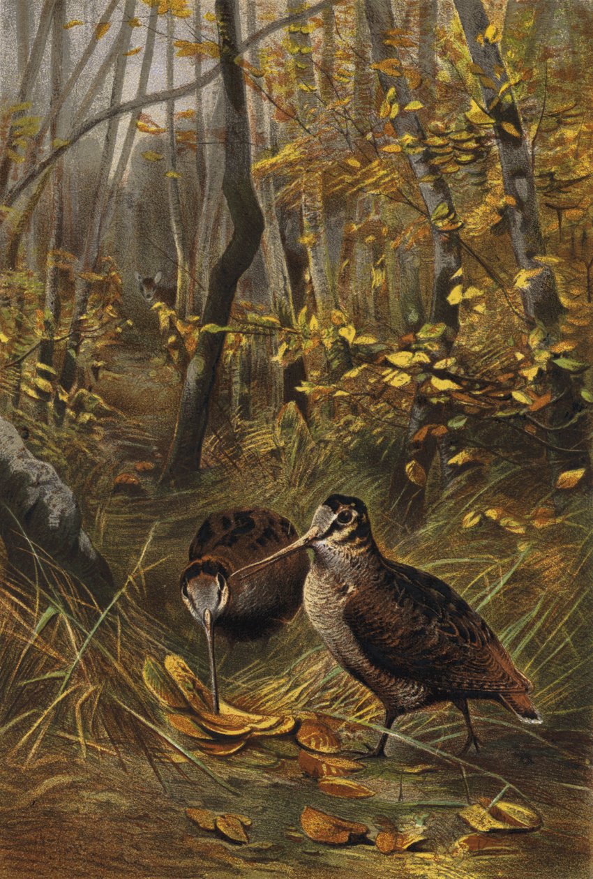 Woodcock by European School