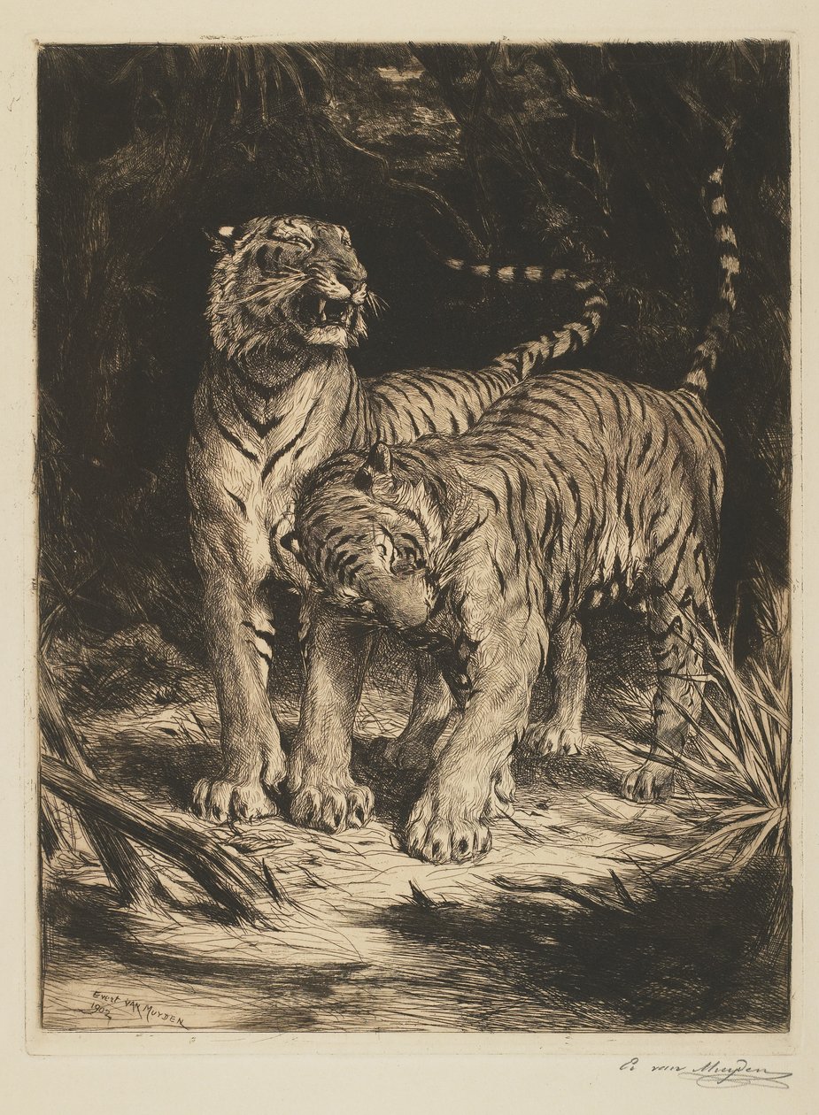 Two Tigers by Evert van Muyden