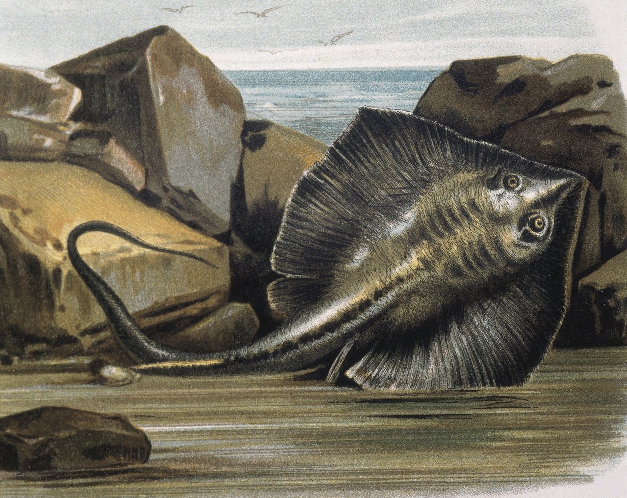 Common stingray (Trygon pastinaca) by F. (after) Padro
