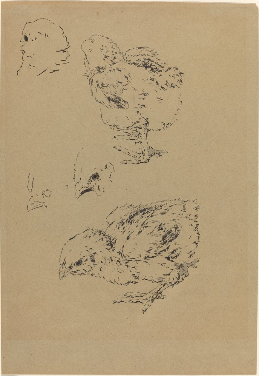 Chicks by Felix Bracquemond