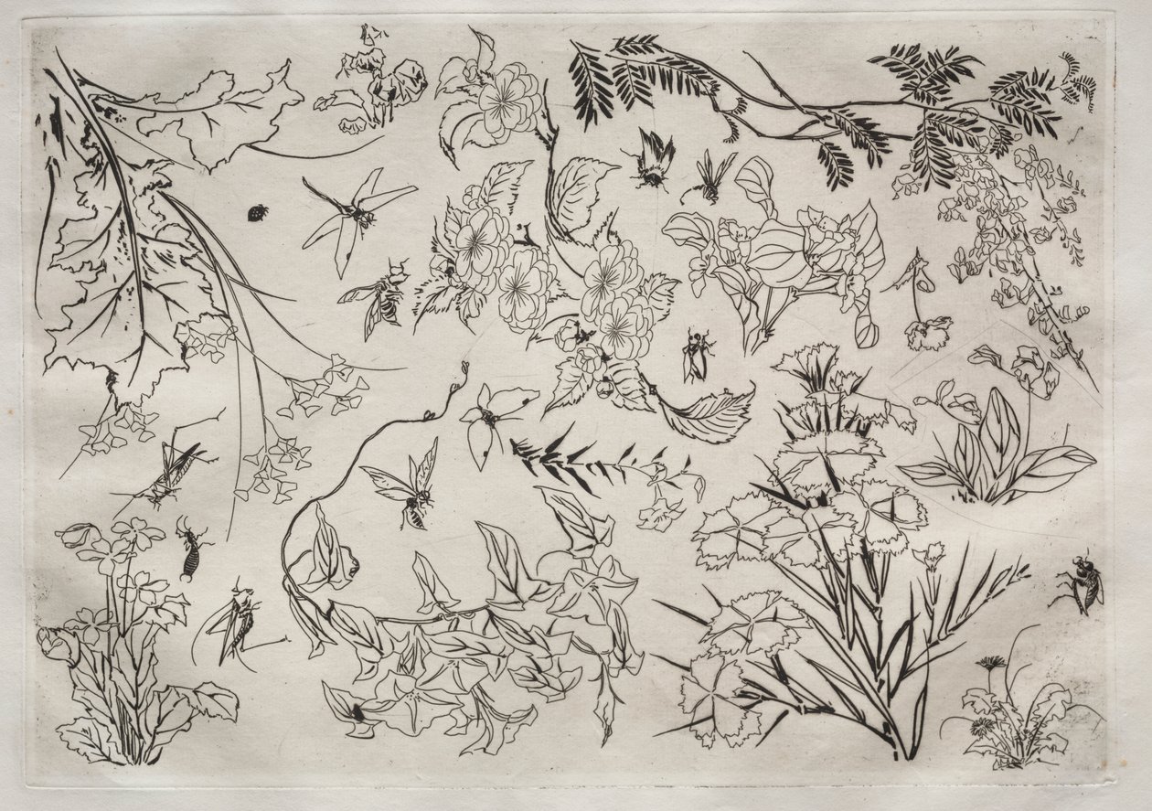 Dinner Service (Rousseau service): Flowers (no. 22) by Felix Bracquemond