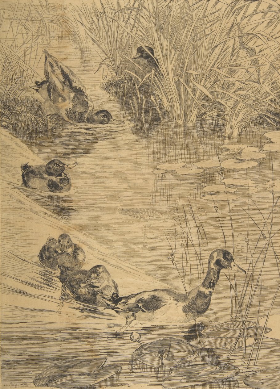 Duck Frolics by Felix Bracquemond