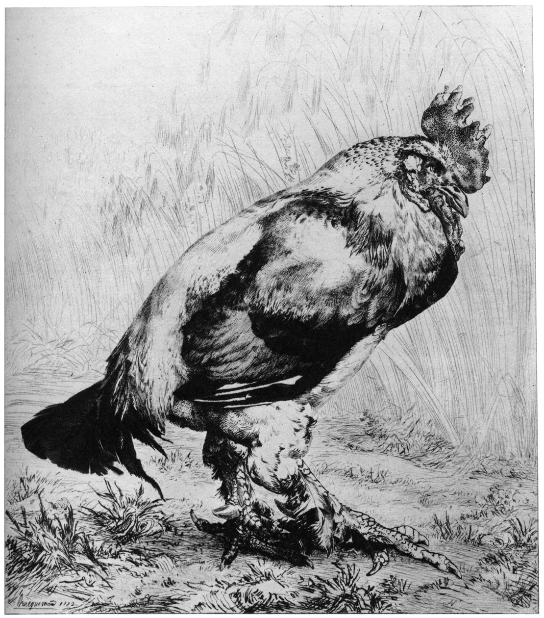 La Coq by Felix Bracquemond