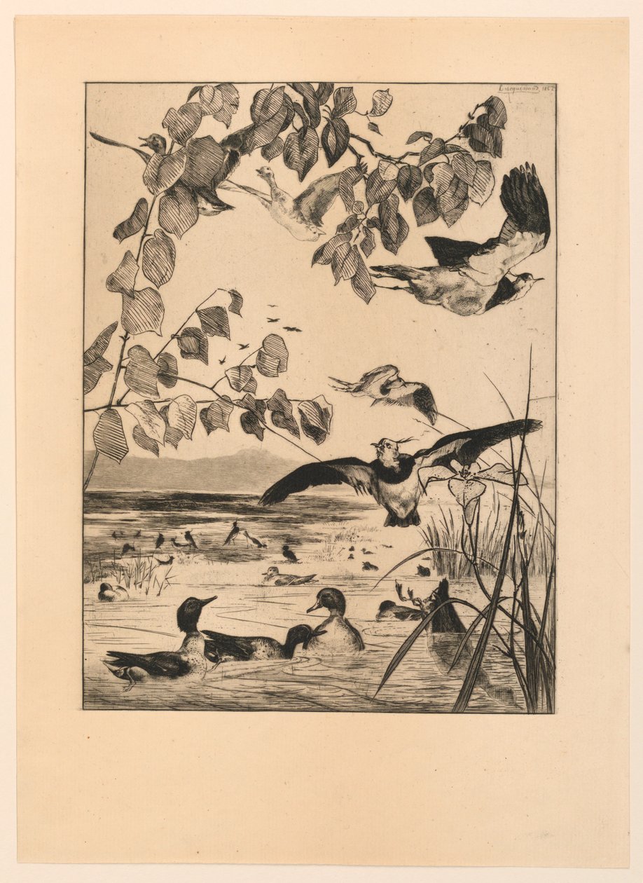 Lapwings and Teal by Felix Bracquemond
