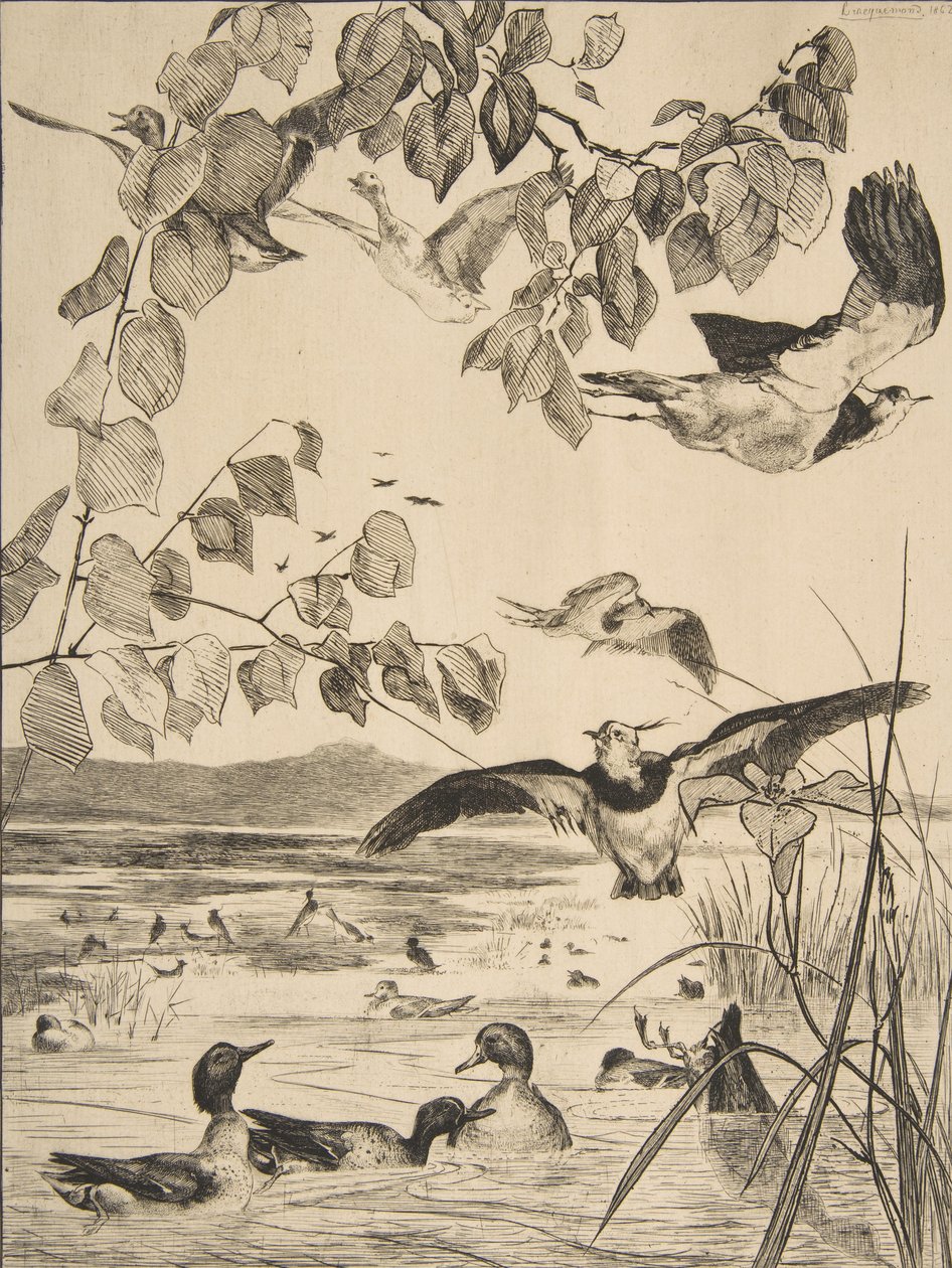 Lapwings and Teals by Felix Bracquemond